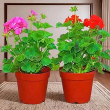 ÿذļ_ذÿļ_ڻƷN]