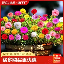 ذ̫ꖻNӻļ_҃Ȼ׻NݻNӰ]