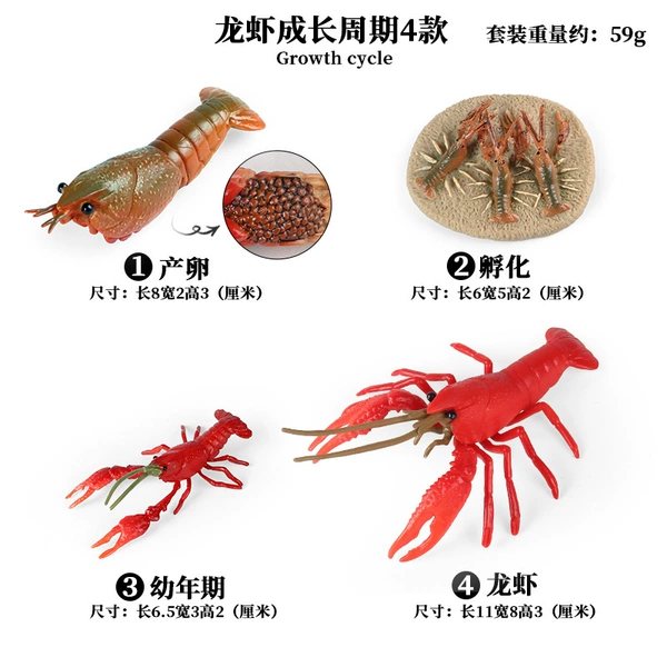 2455 lobster growth cycle 4 suits