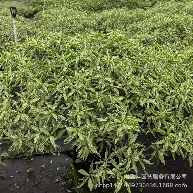 Цветок и лист собаки зуб цветок большой горшок вечнозеленый кустарник живая изгородь цветок зеркало цветок просмотр лист смотровая база прямые продажи