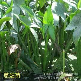 江苇 苗芦竹根木水生植物 水生花叶芦竹苗 湿地绿化