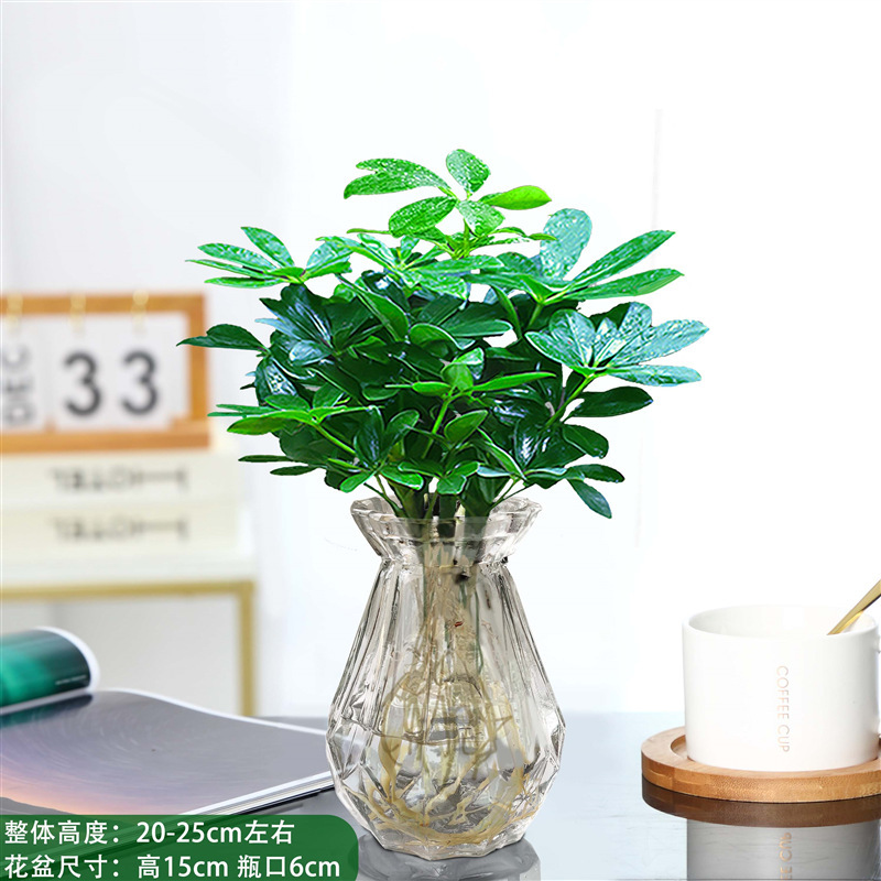 바팡라이카이 한 냄비에 다이아몬드 4개 유리병 + 영양액