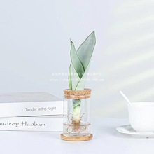 水培植物 春羽虎皮兰澳洲杉室内桌面办公室 植物小盆栽好养室内花