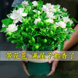 盆栽;灌木;种子