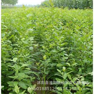 ��Ϟ�����Ϟ�U�����������D���猦����Ϟ��С����D