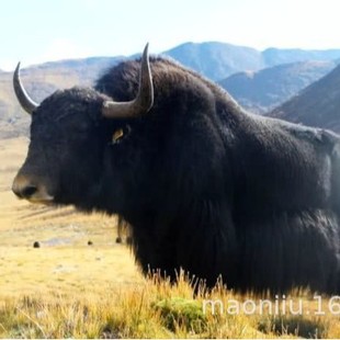 ���ؚ�ţ �����������ţ ���� �����ţ�r�� ���ؚ�ţ��r��