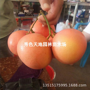 �޽Ӽt��������̨������������t��ʯ���֘����ϱ����Nֲ����Y��