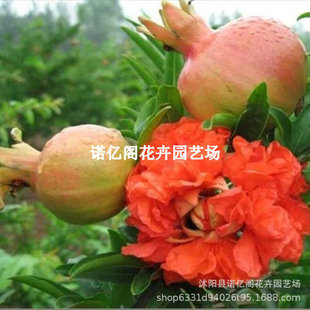 ��Ʒ�Nʳ��ʯ��������^��ĵ��ʯ��䬔�ʯ�������Ե����Ϸ�����