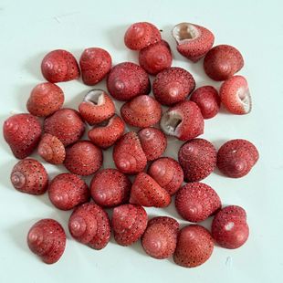 ��ݮ�R�ݬF؛���l����ؐ��ϡ���ղؘ˱���DIY�bľ�з��Q��