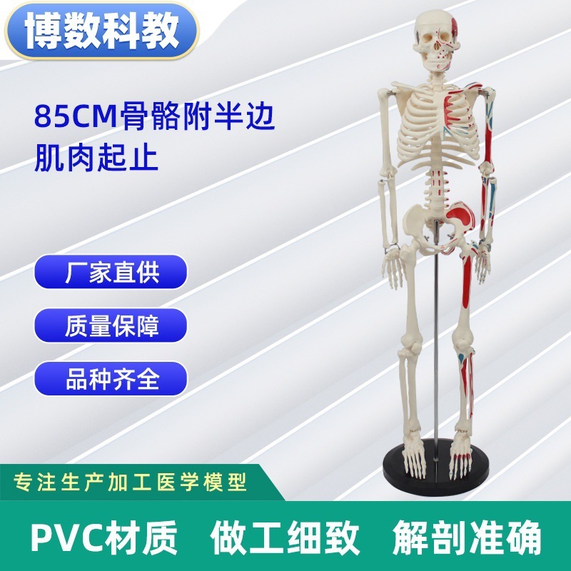 跨境玩具早教人体器官骨骼模型套装科教中小学生DIY组装儿童益智|undefined