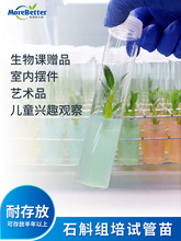 铁皮石斛组培苗幼苗瓶苗试管苗组培艺术品生物课程儿童观察