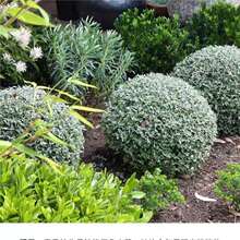 ˮ���m��ֲ�������^�~�^���GֲͥԺ������ֲ���������G���ͺ��ͺ�