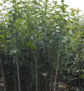 Dropshipping Cold-Resistant Evergreen Non-Deciduous Golden Berberis Seedlings Japanese Jurchen Havati Berberis Seedlings Commonly Used Ground Cover