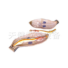 ������ģ��չʾ���Ŵ���ʽ̌Wģ�������ʽ̌Wģ��