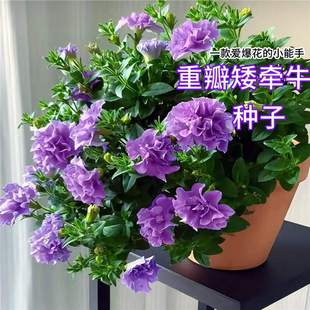�ذ�󻨰���ţ�װlѿ��������ͥԺ�̨�ļ�����ţ�����҃��ⴹ��