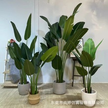 仿真旅人蕉高仿  美人蕉旅人蕉盆栽 室內裝飾綠植盆景批發造景