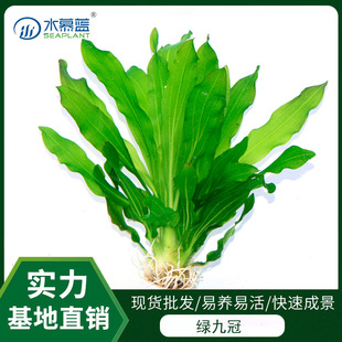 Green nine crown ornamental real aquatic plants living small crown aquarium landscaping bulk easy to raise easy to live base delivery