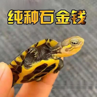 С�����������ʯ������ʯ����������ʯ������X�S�����������l