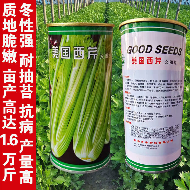 法国皇后皇冠西芹芹菜种子种籽耐低温菜籽冬季高产早熟蔬菜孑籽种