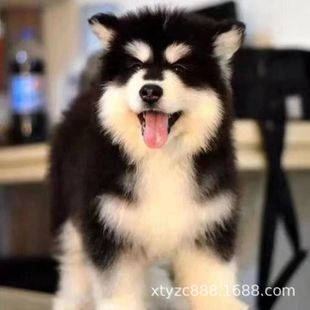 �ܰ氢��˹�ӻ��w��Ȯѩ����ɵ����Ȯ����Ȯ���ﹷ��С�����w���l