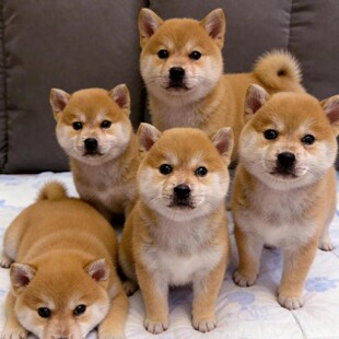 ��Ȯ��Ȯ���N���w���ﹷ���ձ���Ȯ���̶���ڲ��S�����NС��Ȯ