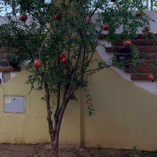 ʯ������ʯ��������ͥԺ�����Î�����o����ʯ���������^��