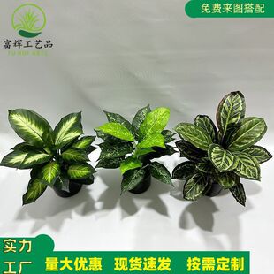 �쾰���x���~�����f����پGֲ�y�ʺ�߶�ֲ���ȸ�����������l