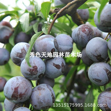 ޽Ӻش󿹺ÓӘͥԺϱNY