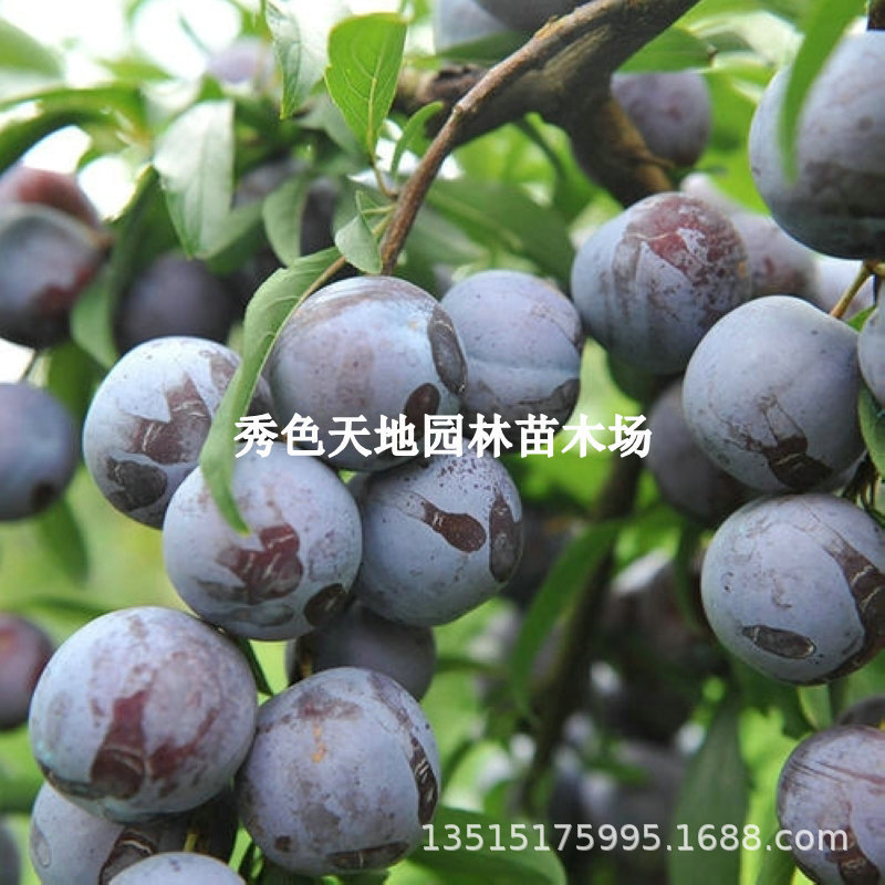 嫁接黑琥珀李树苗特大抗寒脱骨李子树苗庭院地栽南北方种当年结果