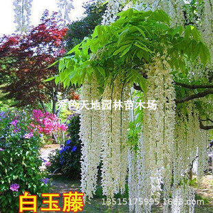 Greening Project Wisteria Flower Seedlings Climbing Vines Roof Potted Garden Wall Courtyard Purple Wisteria White Jade Vine Wisteria Saplings