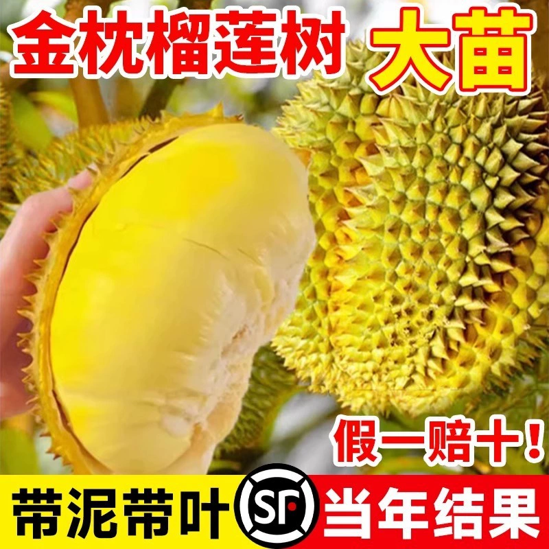 Саженцы дерева дуриана для посадки в северных и южных регионах, настоящий дуриан Golden Pillow с прививкой из Гуанси, саженцы миниатюрных фруктовых деревьев в горшках.