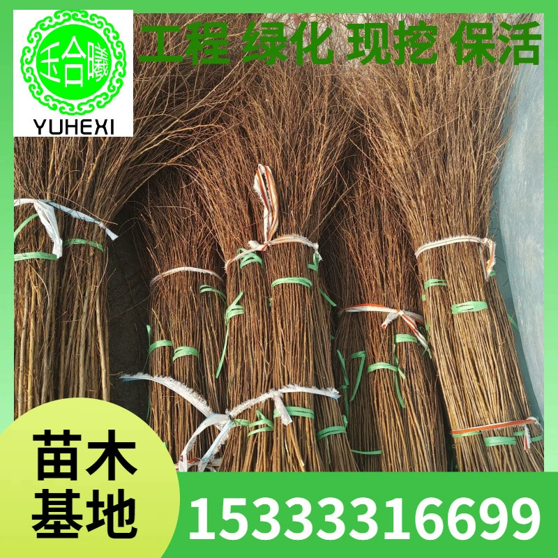 Сушеные ветки снежной ивы, драконьей ивы, снежной ивы оптом, волоны, водорастворимые растения, популярные растения