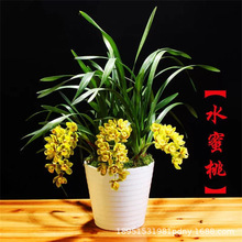 水蜜桃三星奇蝶红猫蕊蝶兰花苗建兰三星蝶红绿植花卉矮种好养易活