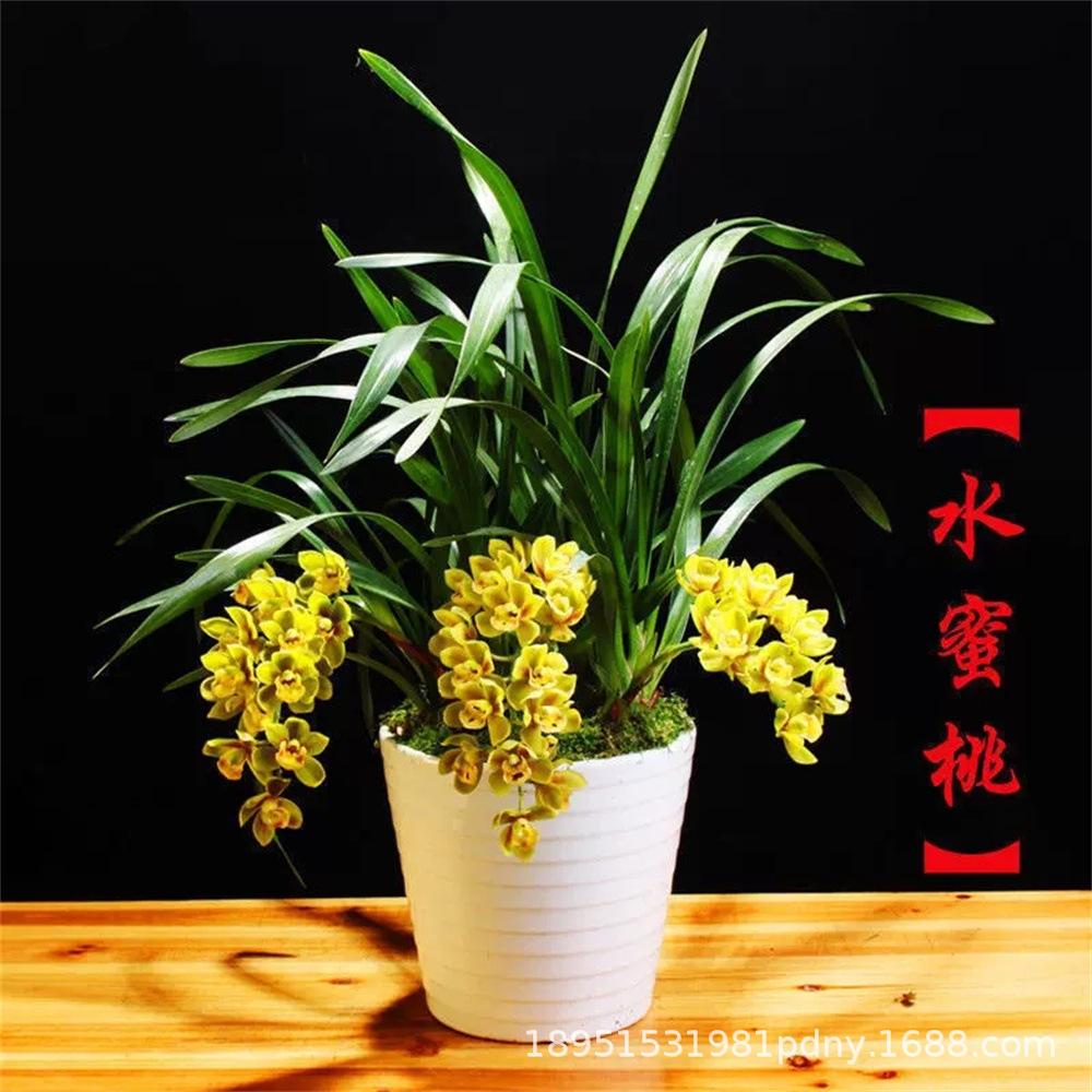 水蜜桃三星奇蝶红猫蕊蝶兰花苗建兰三星蝶红绿植花卉矮种好养易活