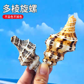多棱旋螺天然超大海螺摆件创意多肉花盆鱼缸水族箱造景羊角螺工艺