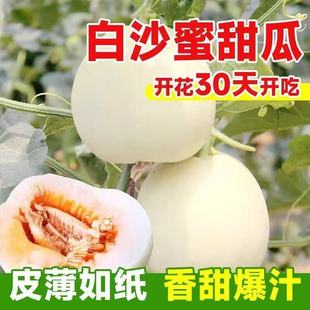 ��ɳ����ϷN���������ϷNԭ�b�ļ��߲�ˮ���N�Ӵ�ȫ�˷N�����l