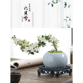 六月雪盆景悬崖红花茶桌禅意室内窗台小绿植物办公室茶几桌面盆栽