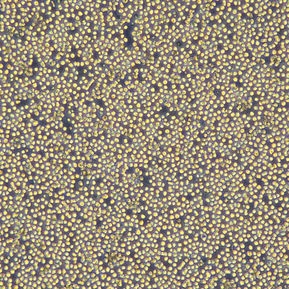 2025-08-20 13:17:05.jpg