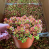 [Direct supply of the base] succulent plant flowers potted green plant flower pots 140#Red Jingtian