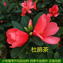 四季杜鹃红山茶花带花浓香型盆栽室内外阳台庭院观赏花卉绿植好养