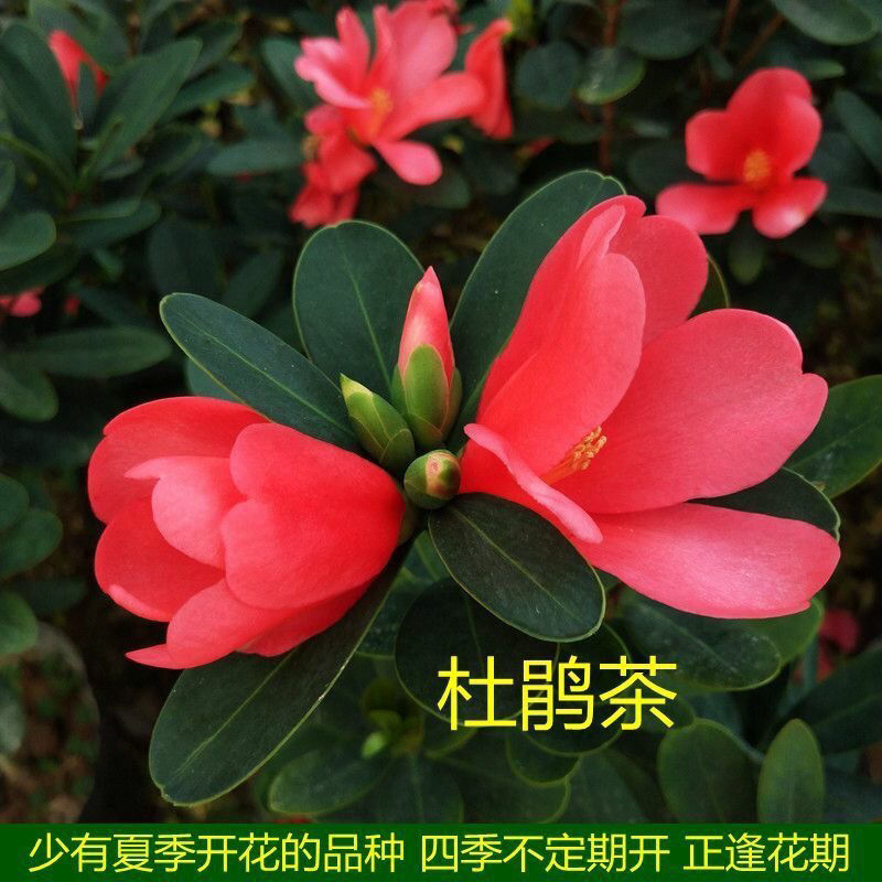 四季杜鹃红山茶花带花浓香型盆栽室内外阳台庭院观赏花卉绿植好养