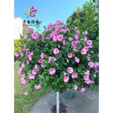 ľȻذ{ݮɳͥԺ@ͺGL䅲ľ