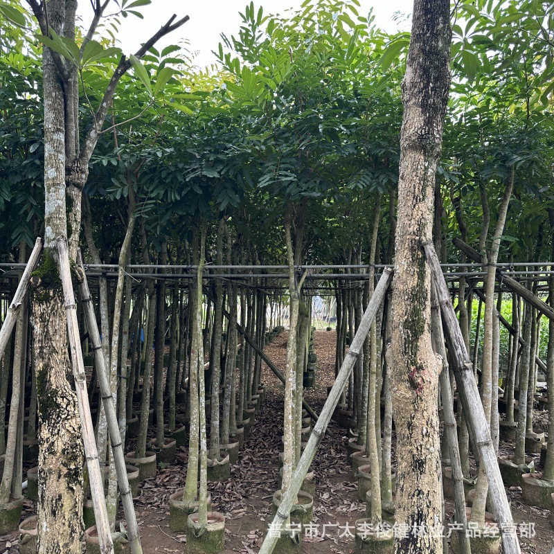 基地批发桃花心木树苗 市政道路行道树桃花芯假植苗庭院遮荫常绿