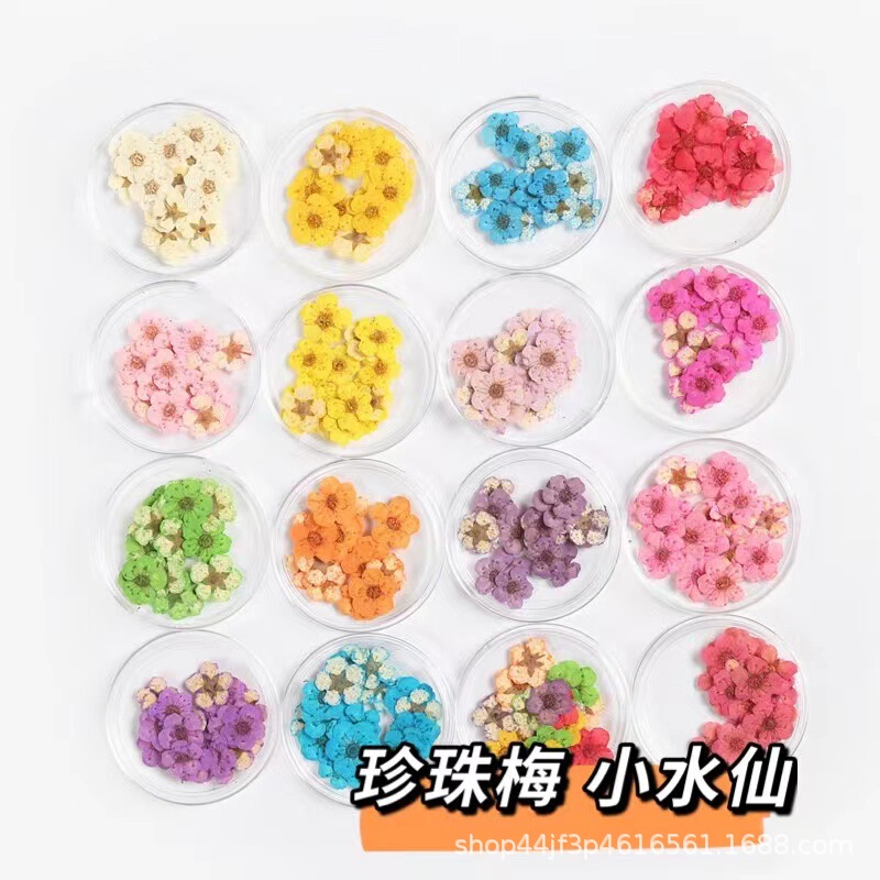 Pearl Plum Small Narcissus Dried Flower Embossed Embroidery Thread Chrysanthemum Small Handball Nail Art Beauty Materials Natural Plant Specimens Pearl Plum Small Narcissus Dried Flower Embossed Embroidery Thread Chrysanthemum Small Handball Nail Art Beauty Materials Natural Plant Specimens
