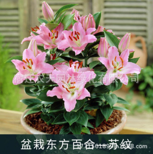 Suwen Perfume Lily Bulbs with Buds, Easy-To-Live Seeds in All Seasons, Green Plant Bulbs, Flower Lily Potted Plants