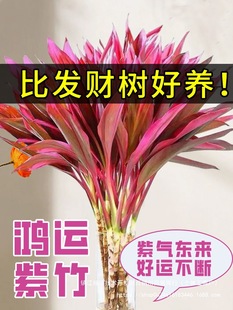 ���ȩС���\ˮ���F���҃����Լt�~�����Fֲ��͏d�G��ؔ��ֲ�D