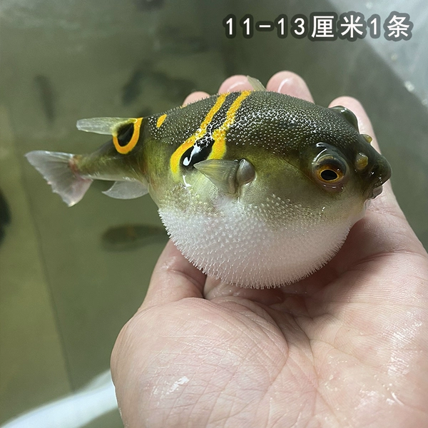 1 bow-spotted puffer fish 11-13 cm