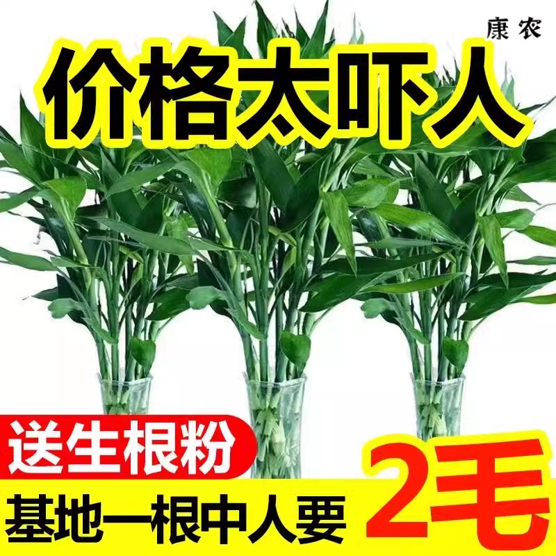 【好养】富贵竹粗竹水培植物客厅招财绿植水养转运竹花卉净化空气