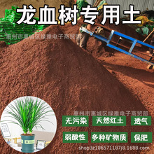 ��Ѫ��t����Ȼ�����w�����Gֲ���Ԍ��������V��I�B���B���t����