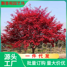 一件代发正宗日本红枫盆栽树苗红舞姬盆景老桩美国红枫庭院别墅绿